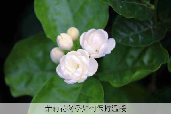 茉莉花冬季如何保持温暖