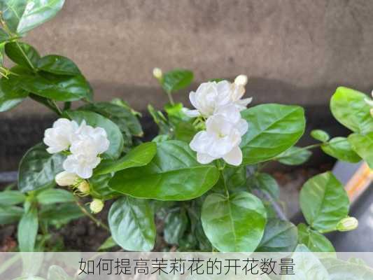 如何提高茉莉花的开花数量