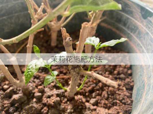 茉莉花施肥方法