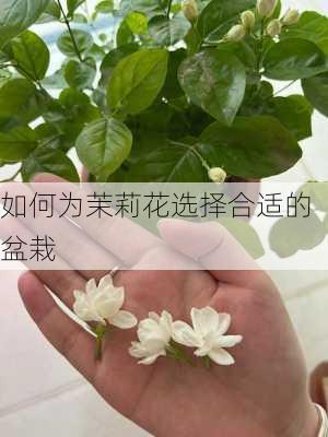 如何为茉莉花选择合适的盆栽