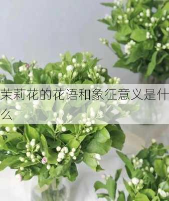 茉莉花的花语和象征意义是什么