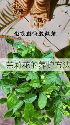 茉莉花的养护方法