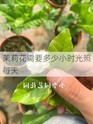 茉莉花需要多少小时光照每天