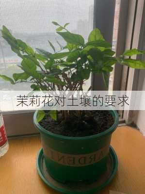 茉莉花对土壤的要求