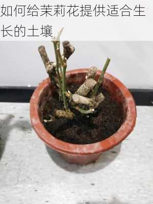 如何给茉莉花提供适合生长的土壤