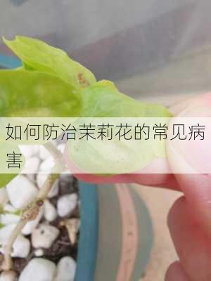 如何防治茉莉花的常见病害