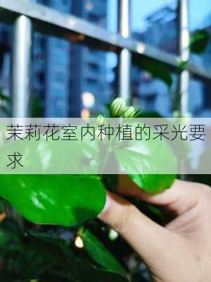 茉莉花室内种植的采光要求