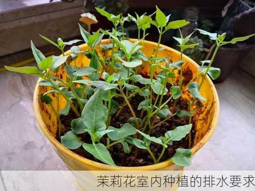 茉莉花室内种植的排水要求