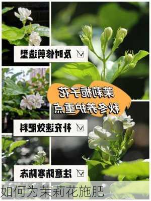 如何为茉莉花施肥