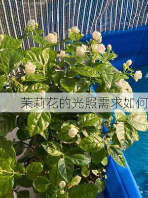 茉莉花的光照需求如何