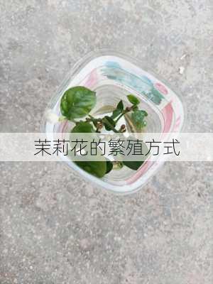 茉莉花的繁殖方式