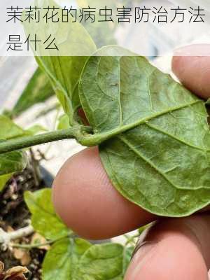 茉莉花的病虫害防治方法是什么