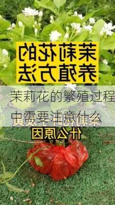 茉莉花的繁殖过程中需要注意什么