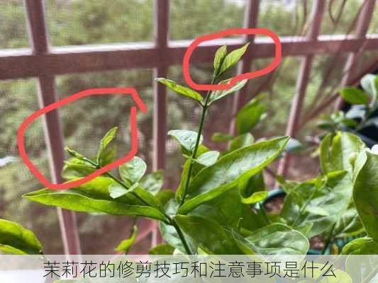 茉莉花的修剪技巧和注意事项是什么