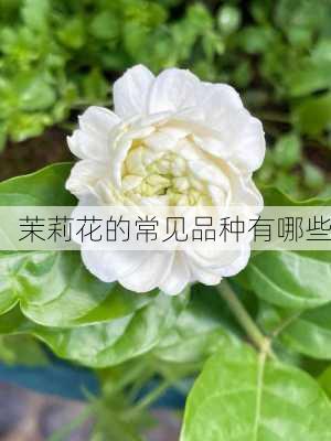 茉莉花的常见品种有哪些