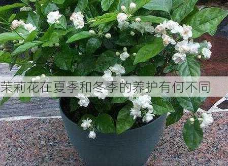 茉莉花在夏季和冬季的养护有何不同