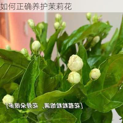 如何正确养护茉莉花