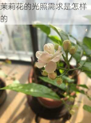 茉莉花的光照需求是怎样的