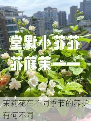 茉莉花在不同季节的养护有何不同