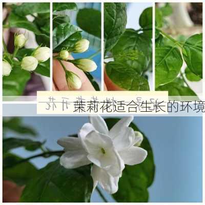 茉莉花适合生长的环境