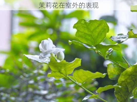 茉莉花在室外的表现