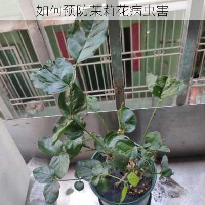 如何预防茉莉花病虫害