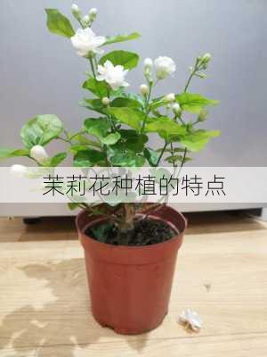 茉莉花种植的特点