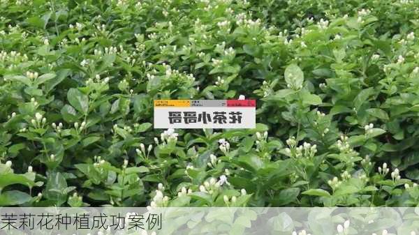 茉莉花种植成功案例