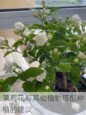 茉莉花与其他植物搭配种植的建议