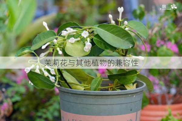 茉莉花与其他植物的兼容性