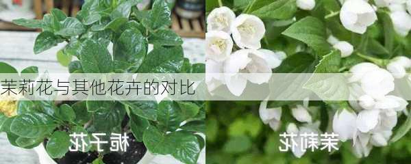 茉莉花与其他花卉的对比