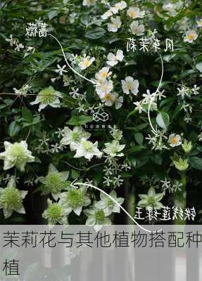 茉莉花与其他植物搭配种植