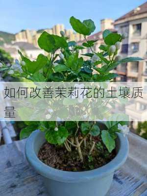 如何改善茉莉花的土壤质量