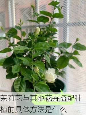 茉莉花与其他花卉搭配种植的具体方法是什么