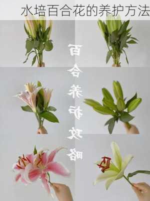 水培百合花的养护方法