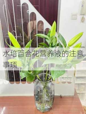 水培百合花营养液的注意事项