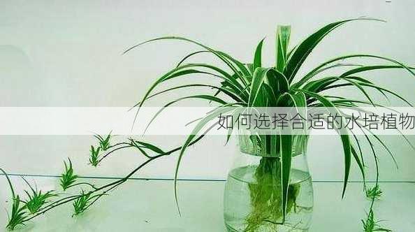 如何选择合适的水培植物