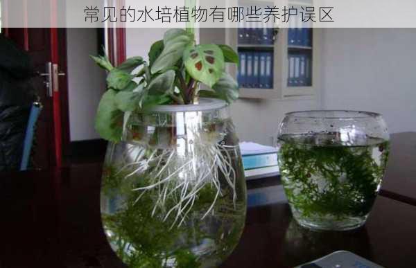 常见的水培植物有哪些养护误区