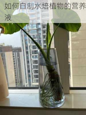 如何自制水培植物的营养液