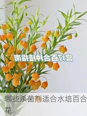 哪些杀菌剂适合水培百合花