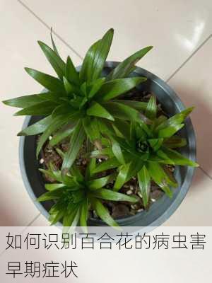 如何识别百合花的病虫害早期症状