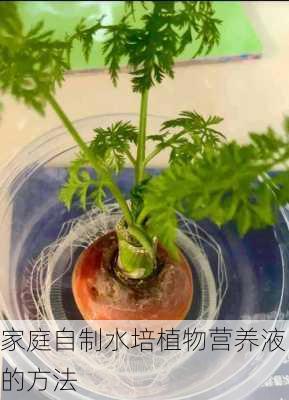 家庭自制水培植物营养液的方法