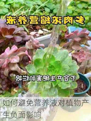 如何避免营养液对植物产生负面影响