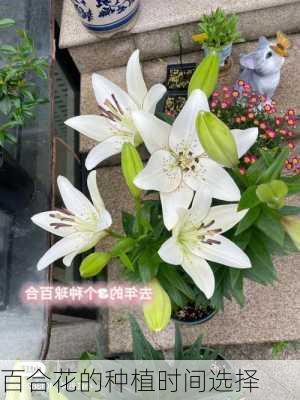 百合花的种植时间选择