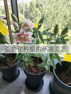 百合花种植的环境要求