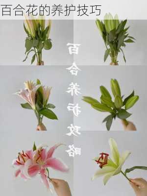 百合花的养护技巧