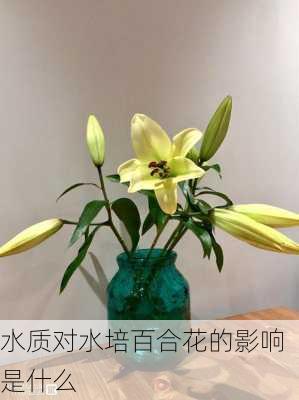 水质对水培百合花的影响是什么