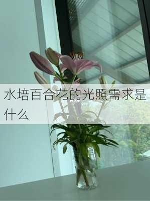 水培百合花的光照需求是什么