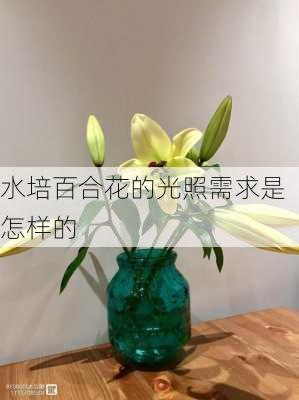 水培百合花的光照需求是怎样的