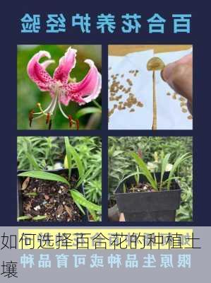 如何选择百合花的种植土壤